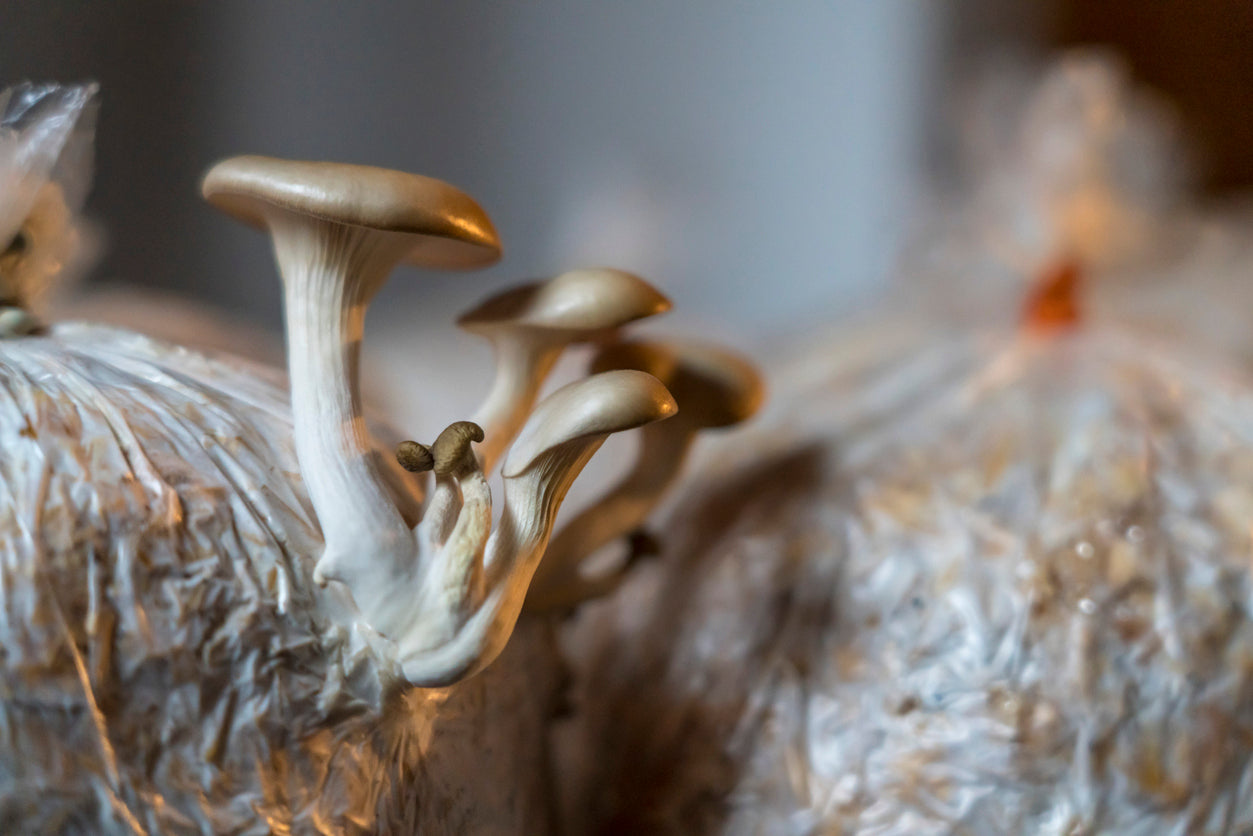 How to Seal Mushroom Bags | Sealing Bags for Mushrooms